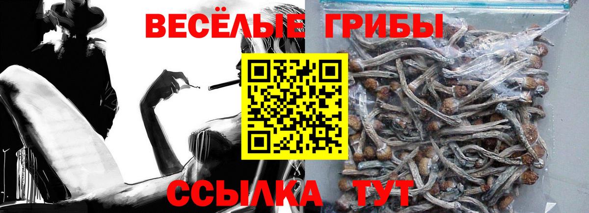 Галлюциногенные грибы Psilocybe Новозыбков